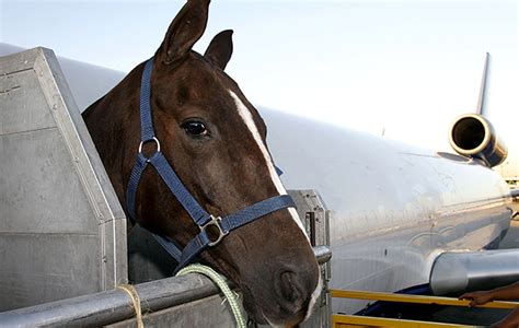 flying a horse on plane.